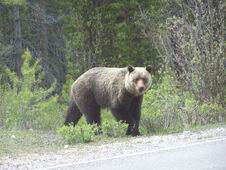 Grizzly Jasper Canada