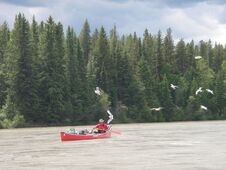 Birds following canoe on guided tour