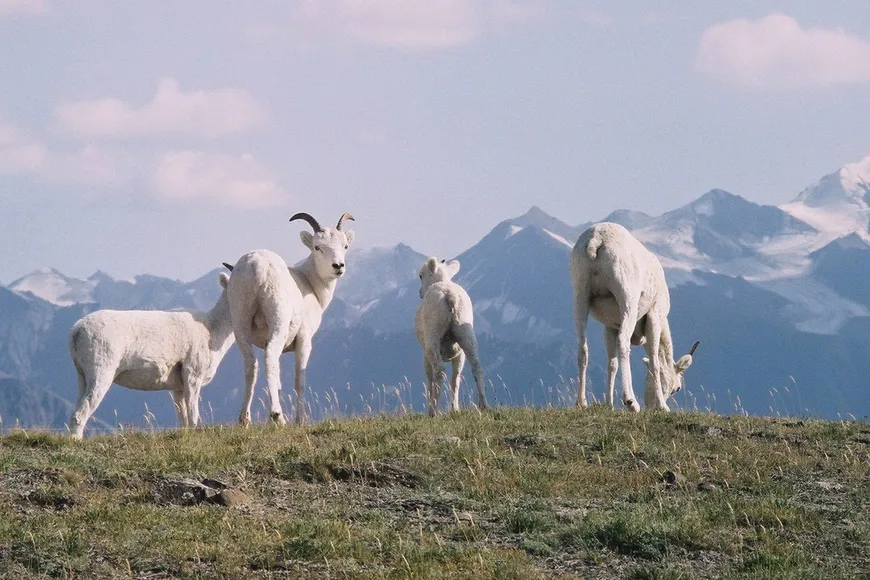 Dall Sheep Yukon