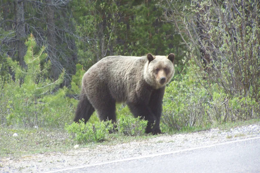 Grizzly Jasper Canada