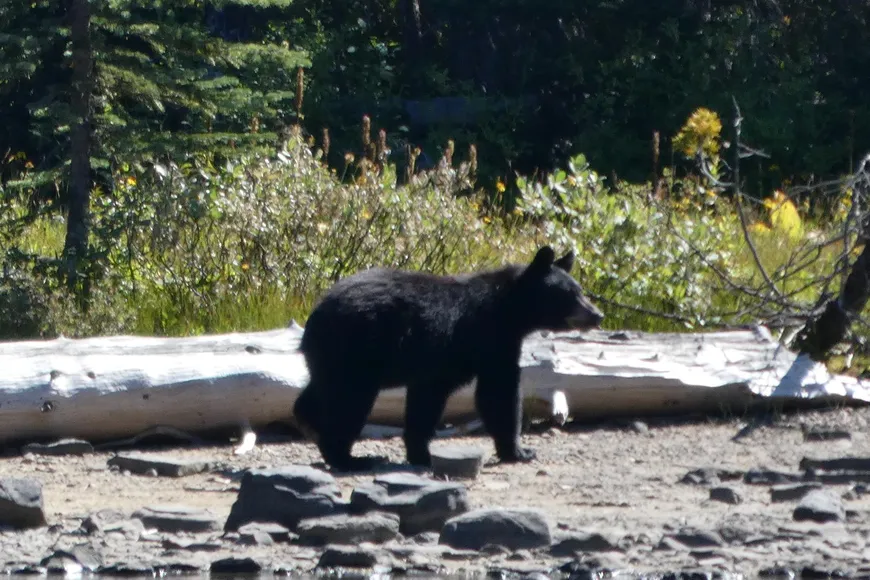 Athabasca river black bear