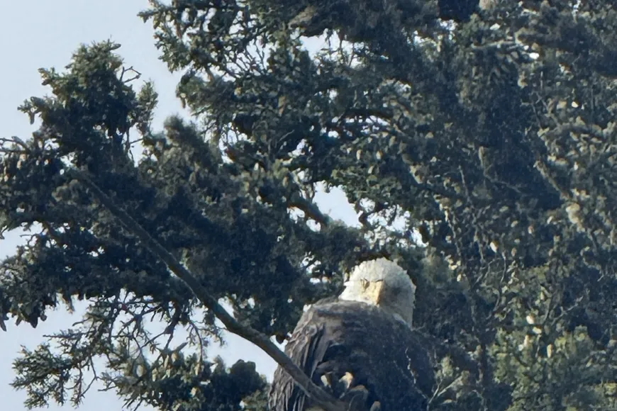 Bald eagle on Athabasca