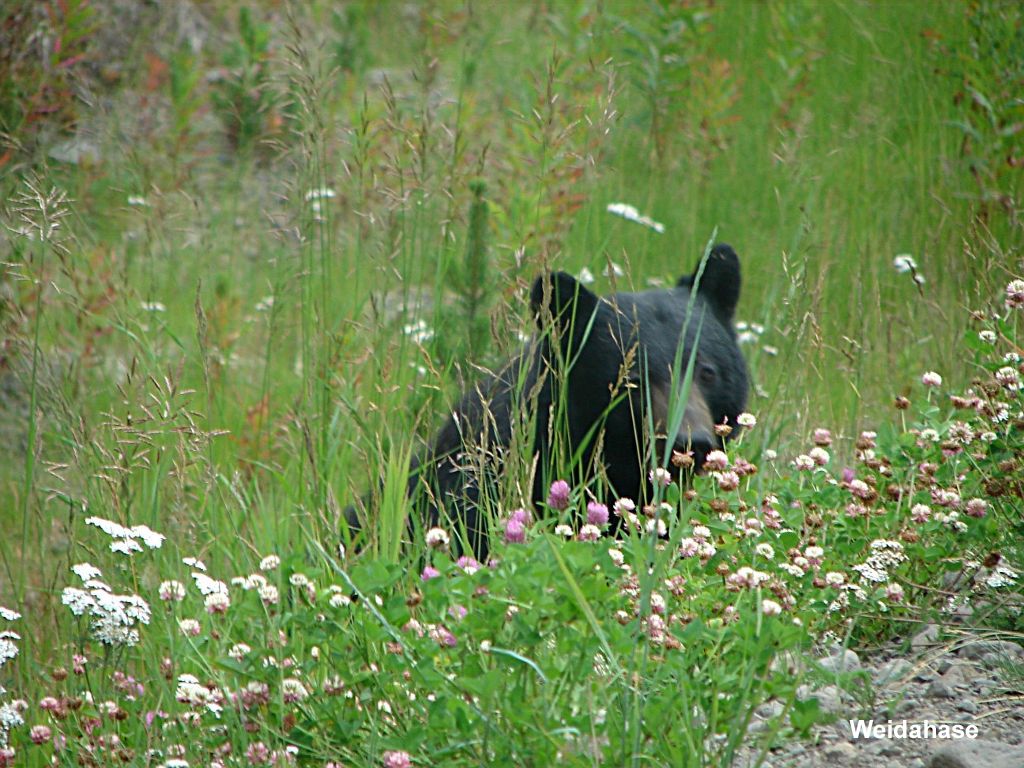 wanderurlaub,, kanada, kanutrip, rockies, rocky mountains