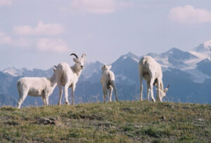dall sheep, yukon, canadian rockies to alsaka