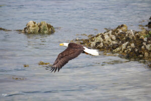 eagle, camping tour, vancouver island, hiking