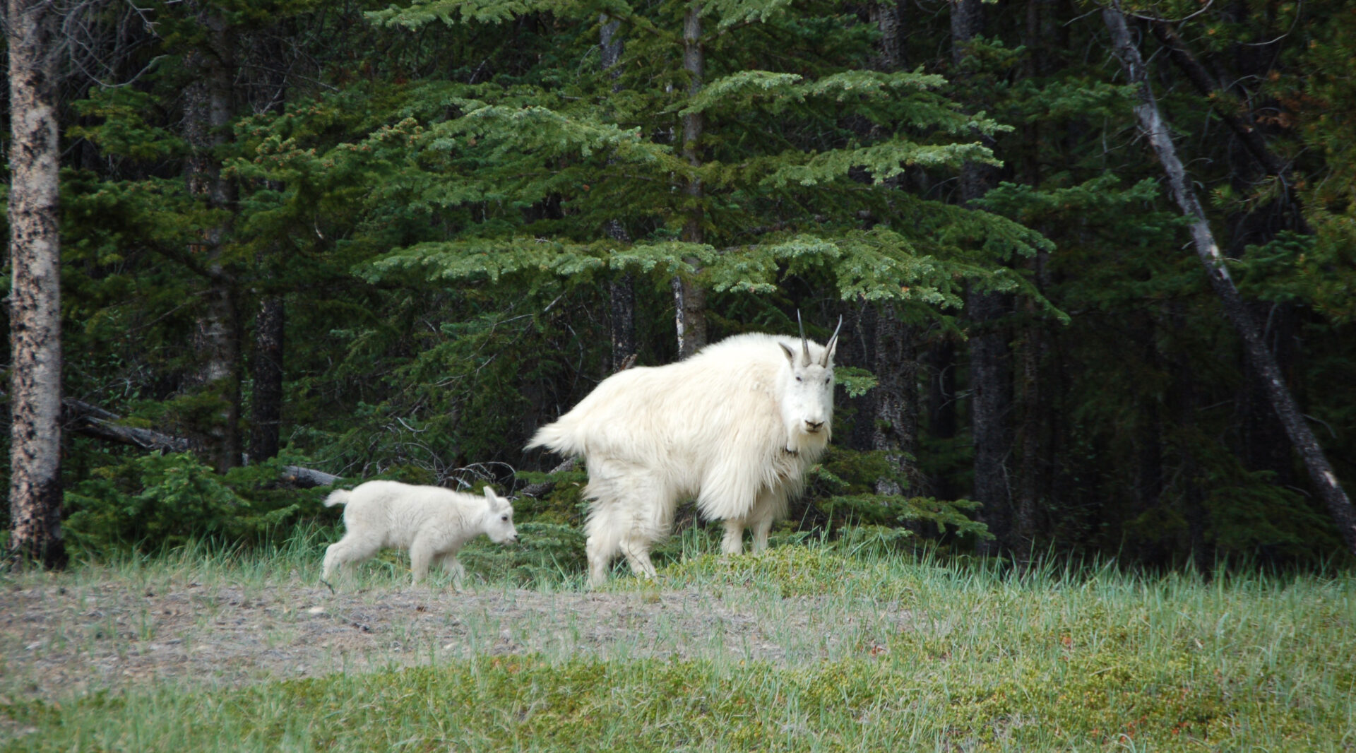 busrundreise, rundreise, kanada, alberta, bc, britisch columbia