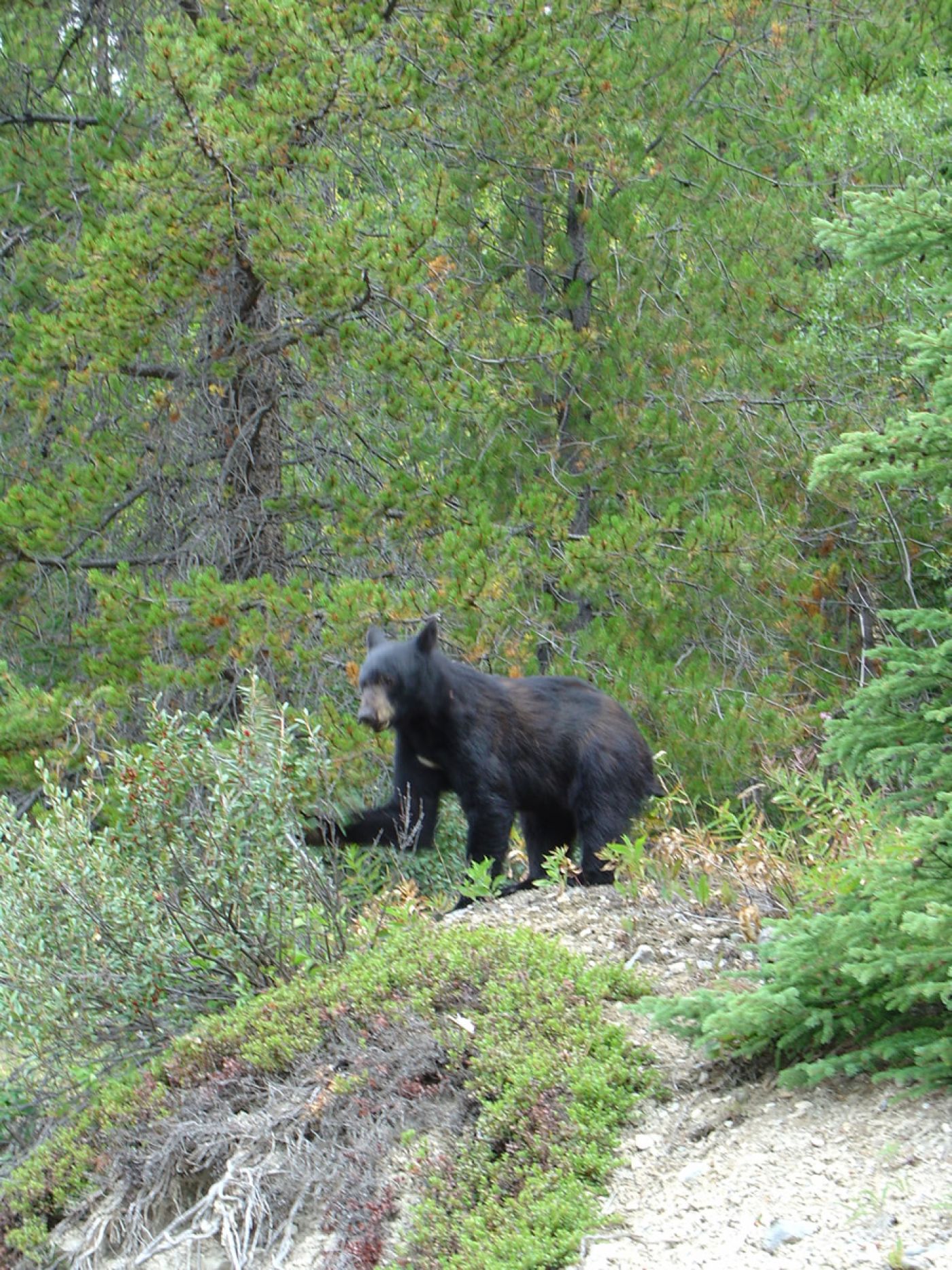 black bear at columbia icefields in rockies | schwarzbär bei den columbia eisfeldern in rockies, kanada