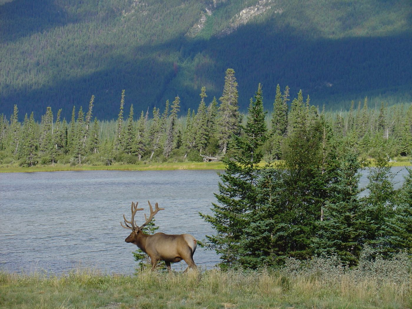 wildlife in jasper, canada | wilde tiere bei Jasper, kanada