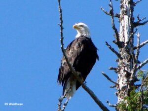 british columbia adventure tour, hotels, bus tour, bald eagle