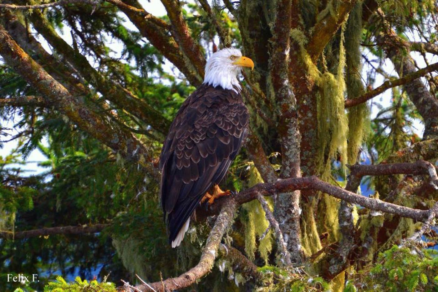 bald eadgle on camping adventure tour rockies to vancouver island | weißkopfadler beim campingurlaub rockies bis vancouver