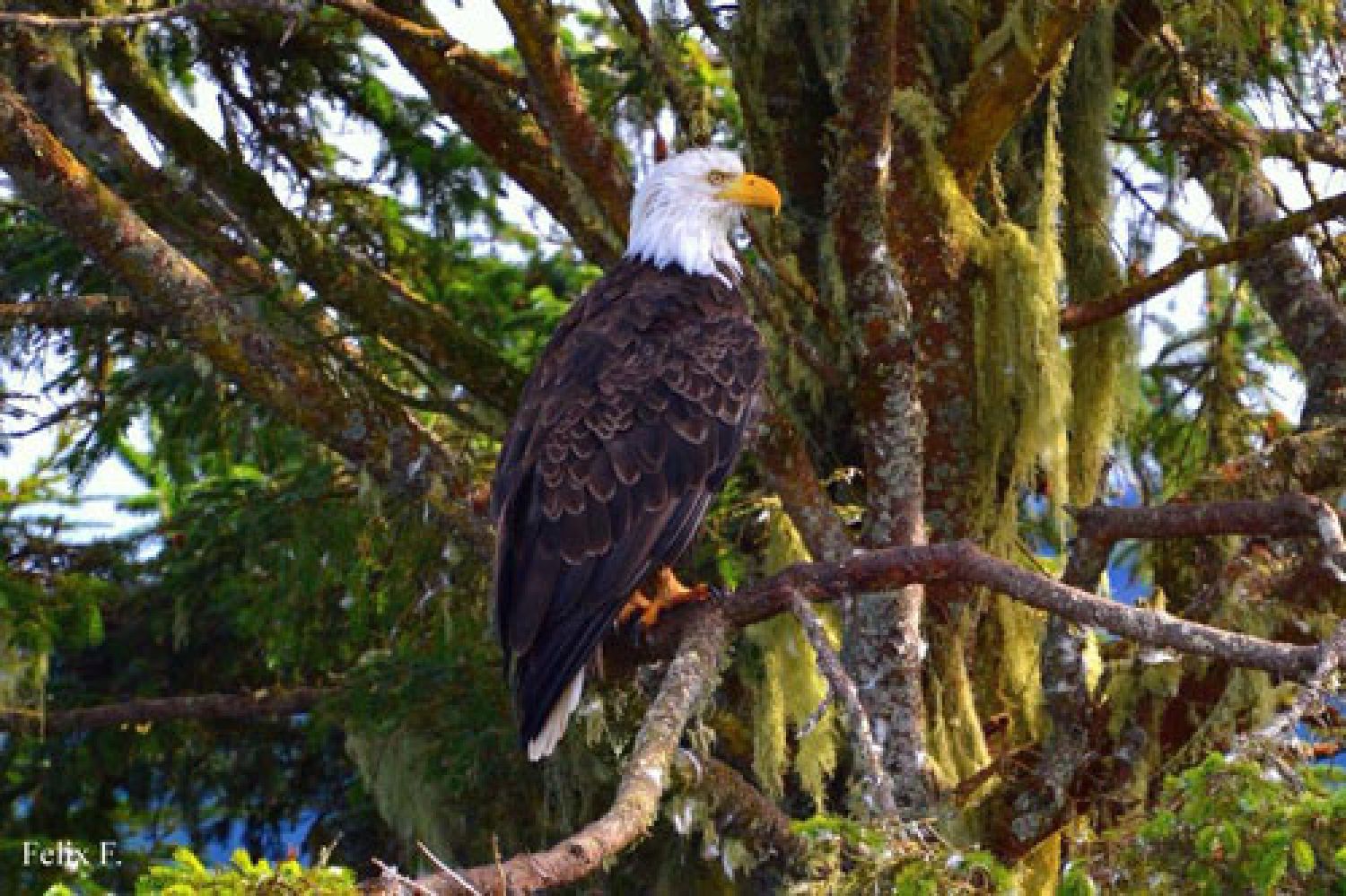 bald eagle in tree on vancouver island | weißkopfadler im baum auf vancouver island