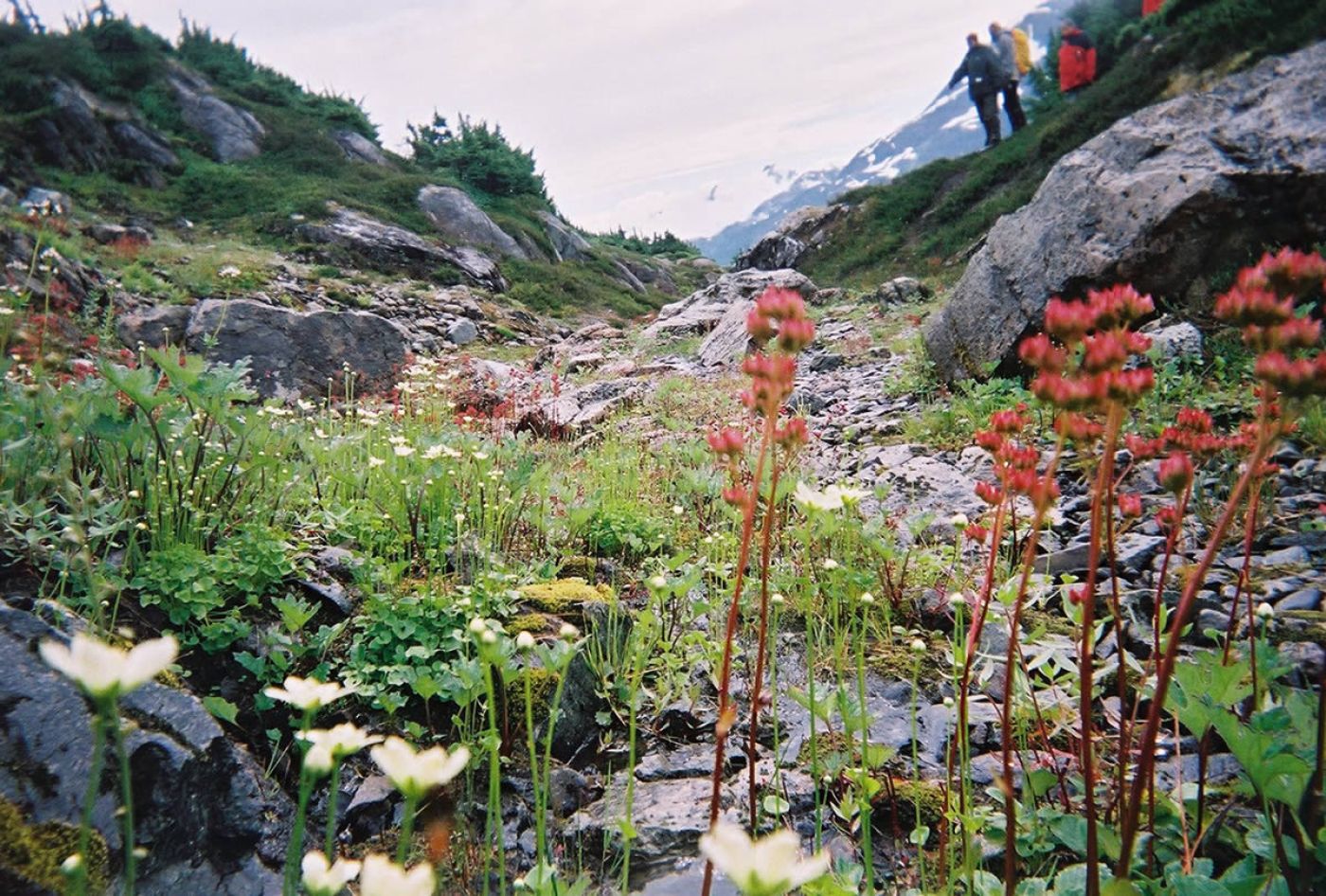 guided hiking tour in rockies and yukon, alaska | geführte wanderreise in rockies und yukon