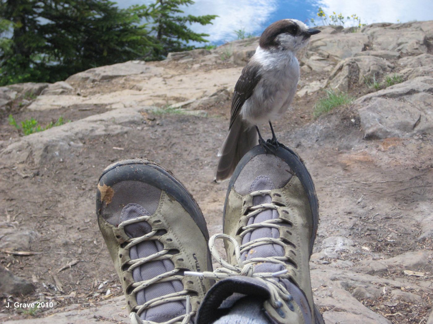 gray jay sitting on hiking boot | Vogel sitzt auf einem Wanderstiefel