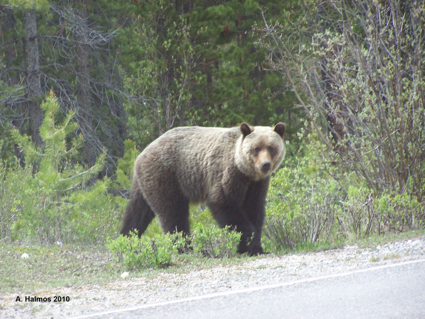 grizzly in jasper, rocky mountains, canada