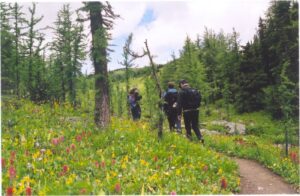 hiking tour in western canada, group hiking in a flower meadow in banff national park, canada