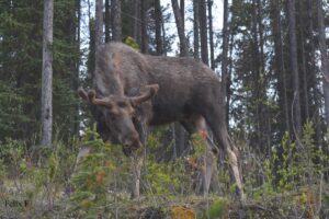 Canadian rockies to alaska, camping tour, Yukon canada