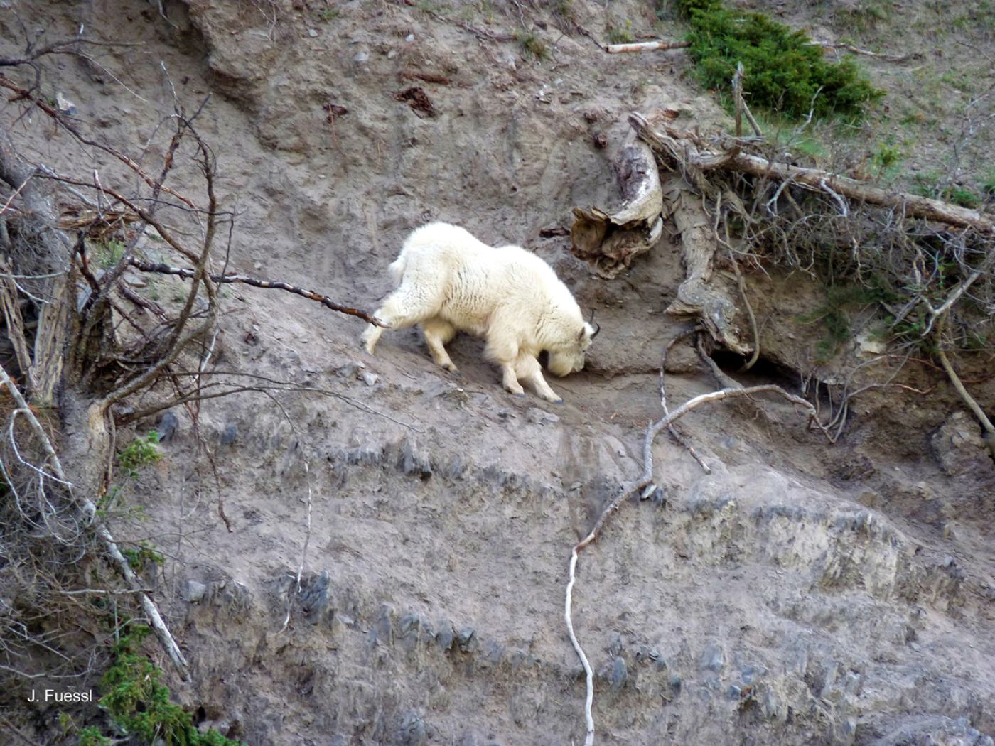 mountain goat on adventure tour in the rocky mountains | bergziege bei der abenteuertour in den rocky mountains