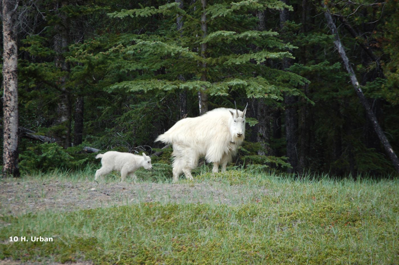 mountain goat with kit during adventure tour with children in canadian rockies | bergziege bei der abenteuerreise mit kindern in kanadischen rockies