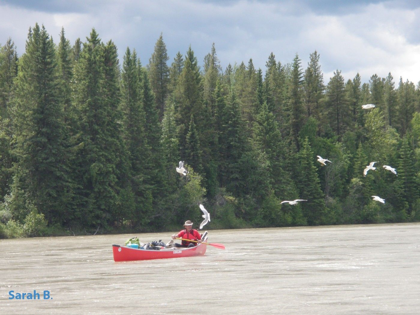 solo canoe at a guided canoe trip on the athabasca river | solo kanu bei der kanutour, auf dem athabasca river in alberta, kanada