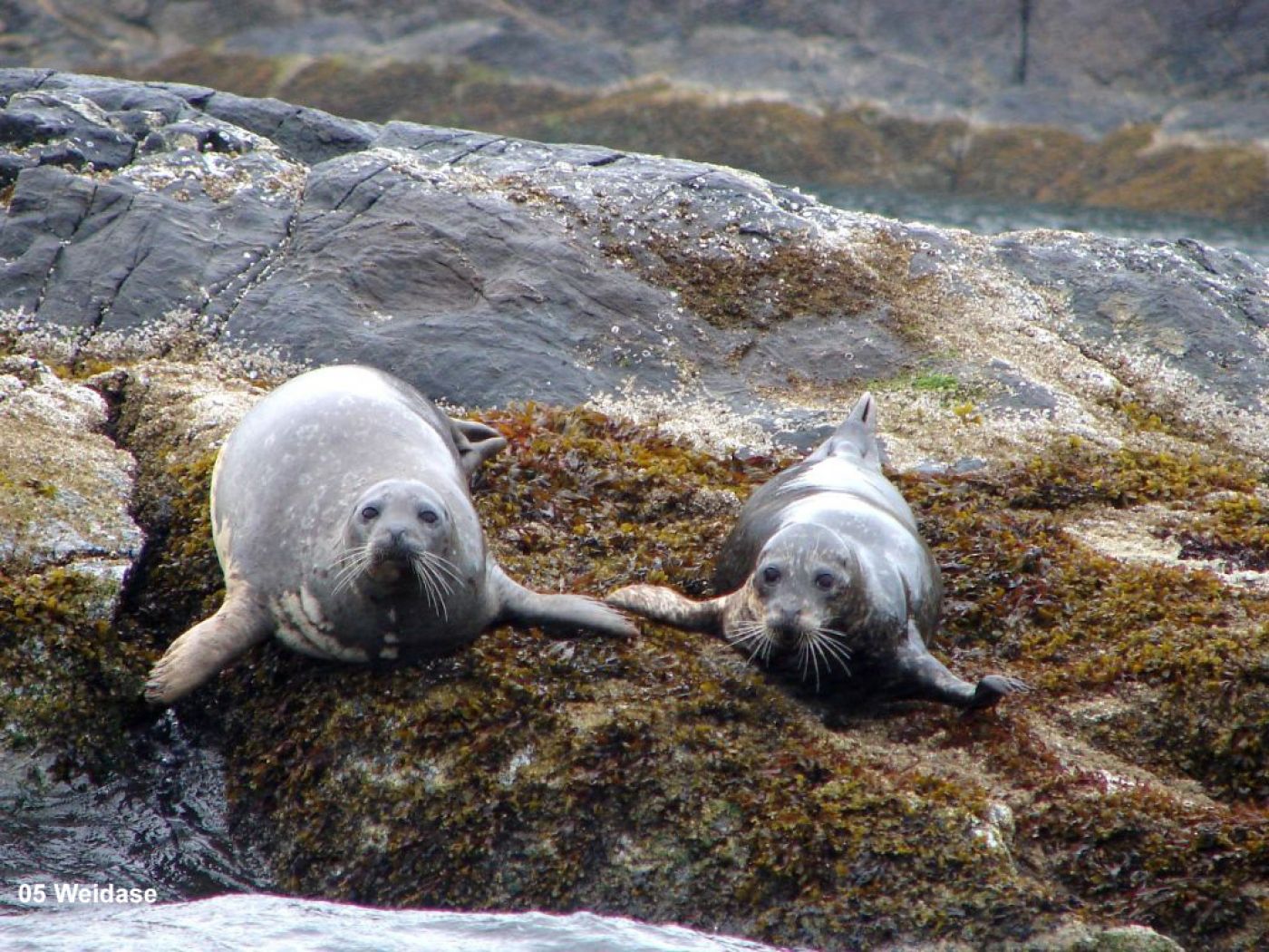 seals on a rock at west coast adventure tour | felsen mit seehunden bei abenteuertour an kanada's westküste