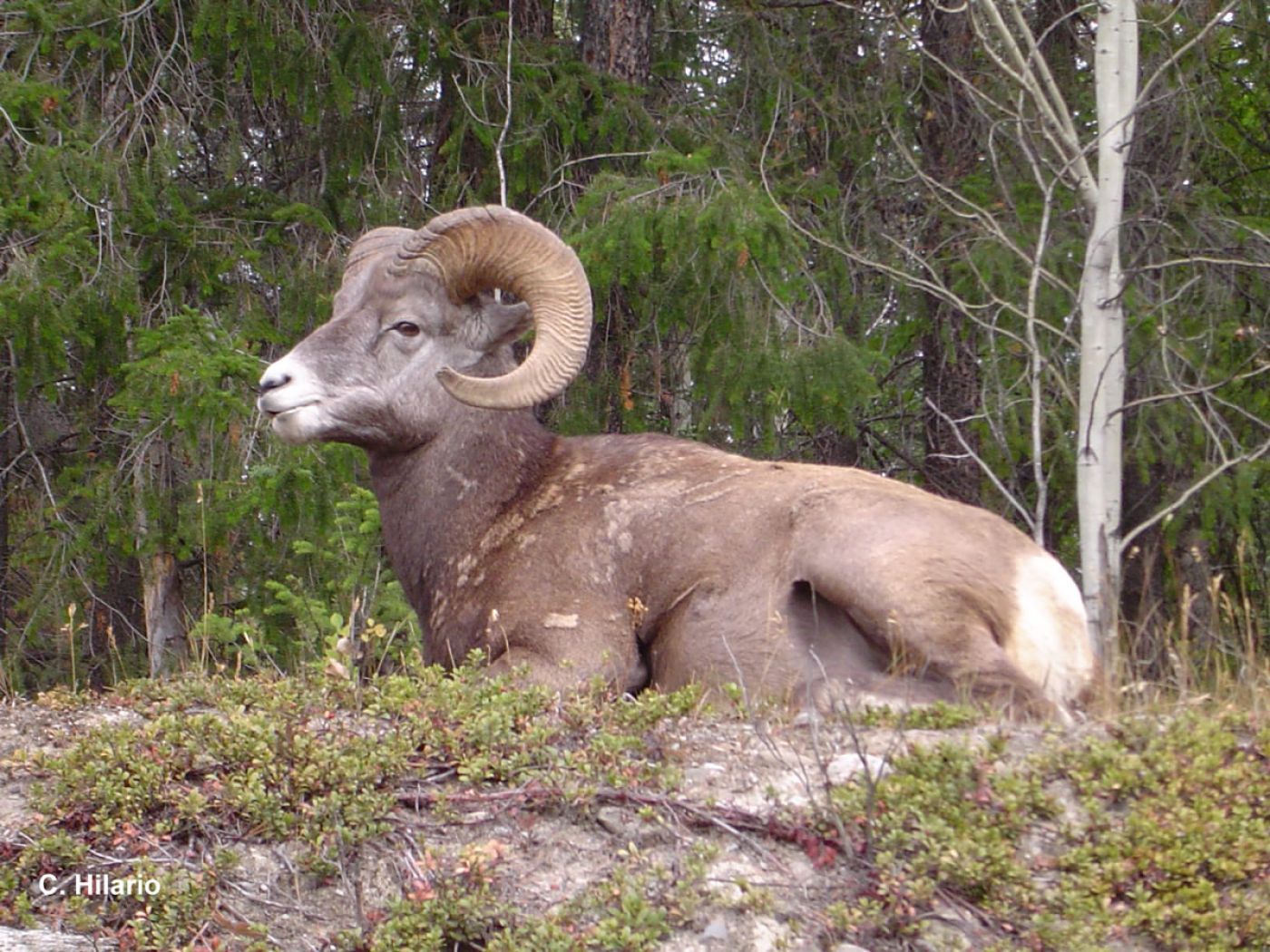 hiking in jasper, banff, rockies | wanderurlaub, wanderreise, rocky mountains