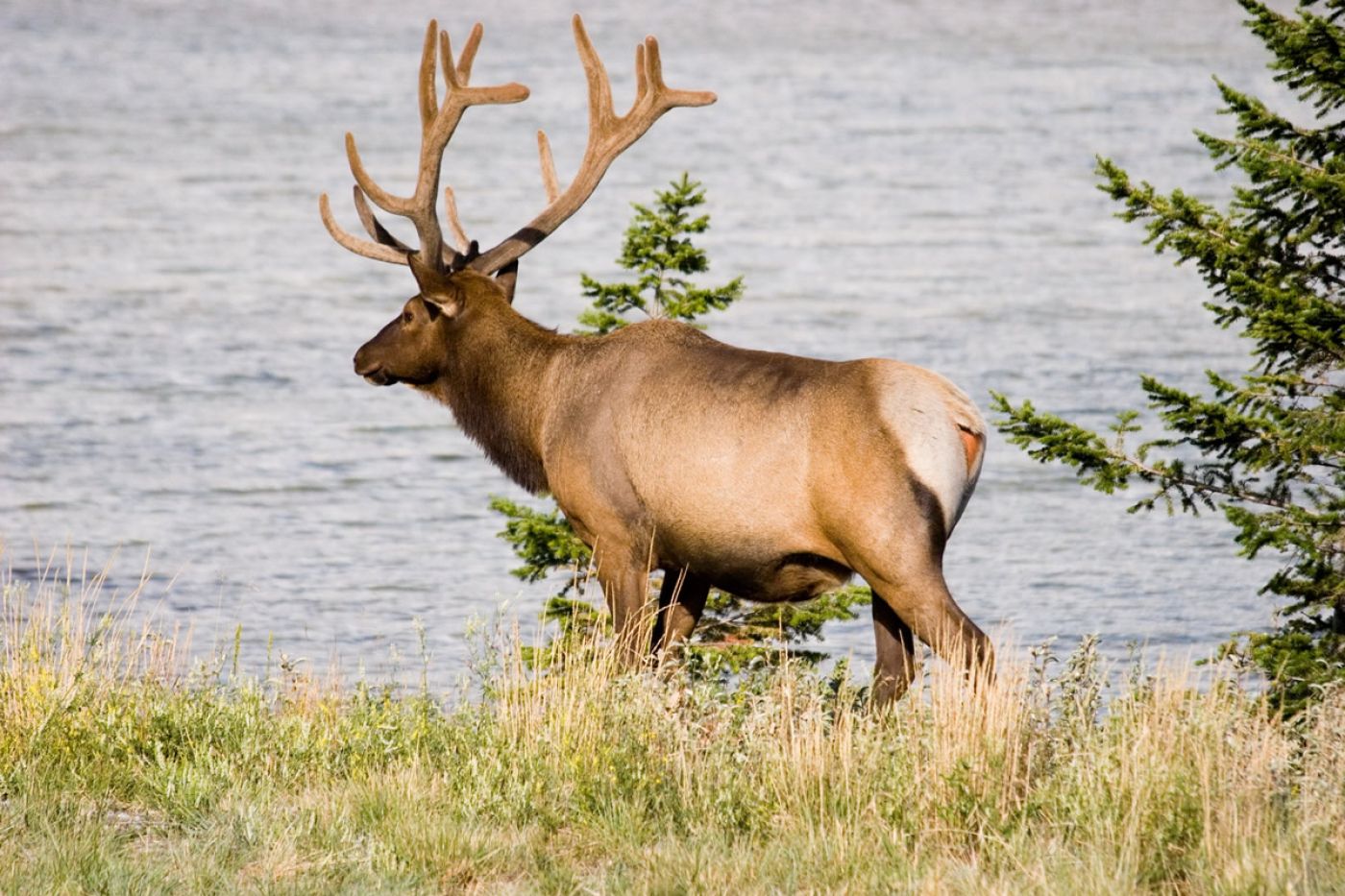 wapiti near jasper during adventure tour with hotels | wapiti hirsch bei jasper während der abenteuertour mit hotels