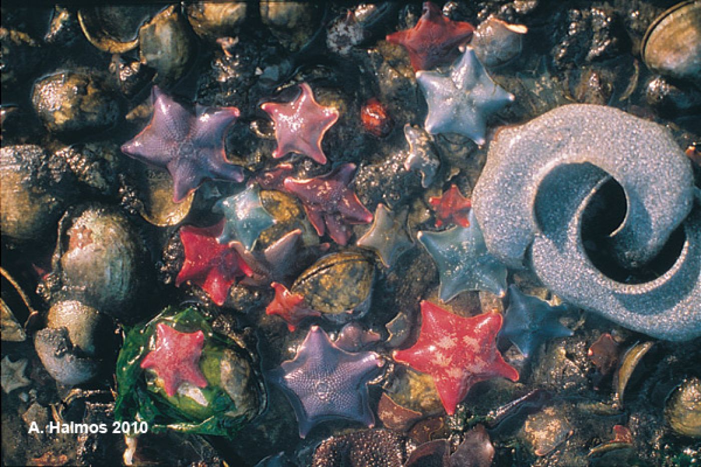 hike botanical beach, juan de fuca marine park | wandern juan de fuca park, vancouver island