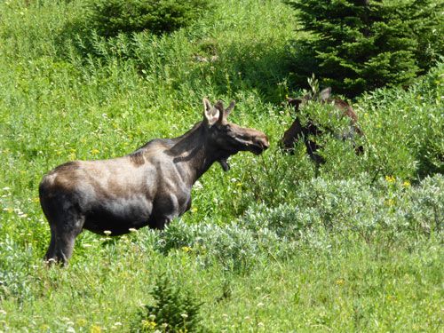 hiking tour, canoe trip, rocky mountains, canada, banff, jasper, yoho