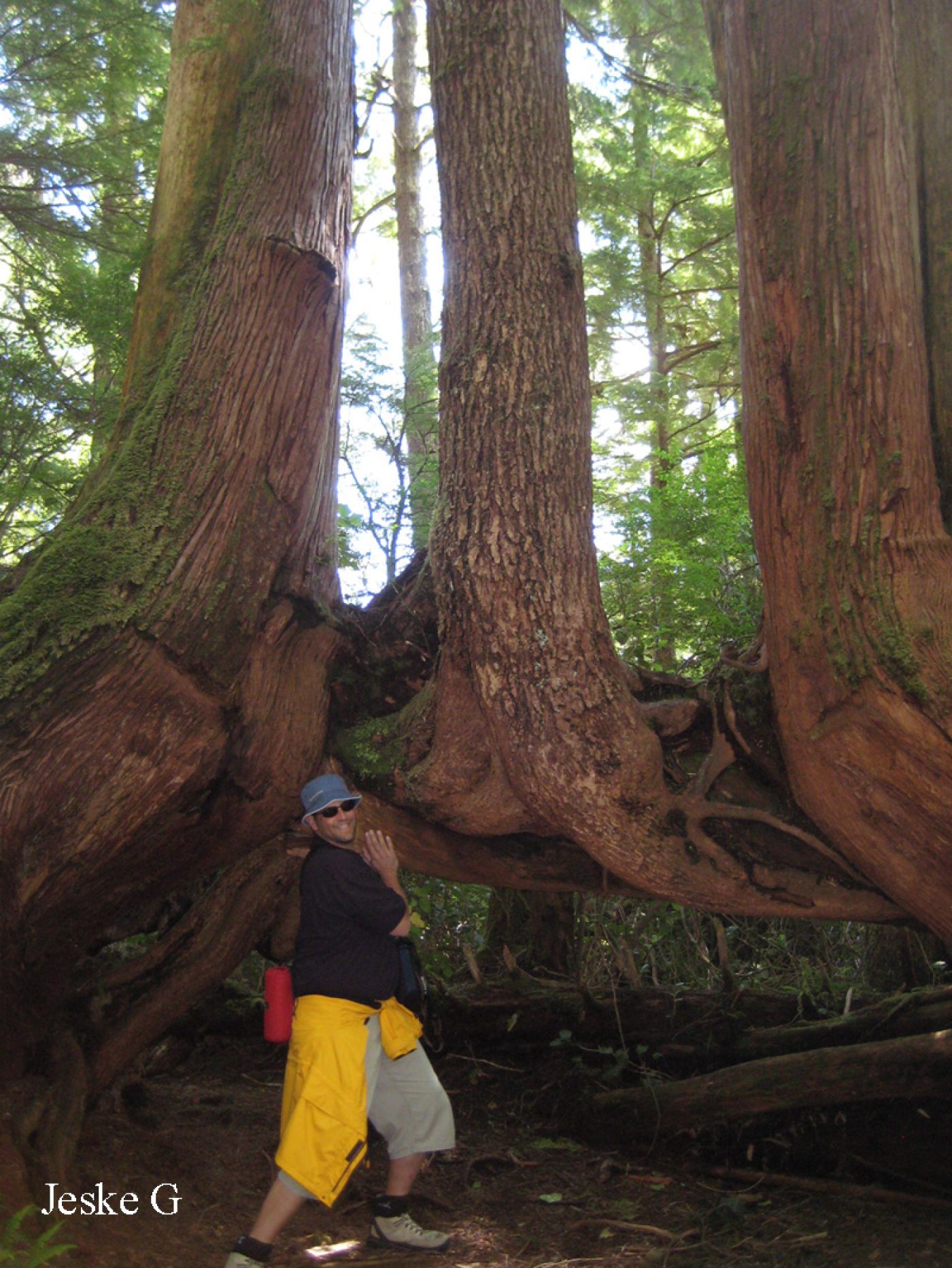 hiking tour in rainforest, vancouver island | wandern im regenwald von vancouver island