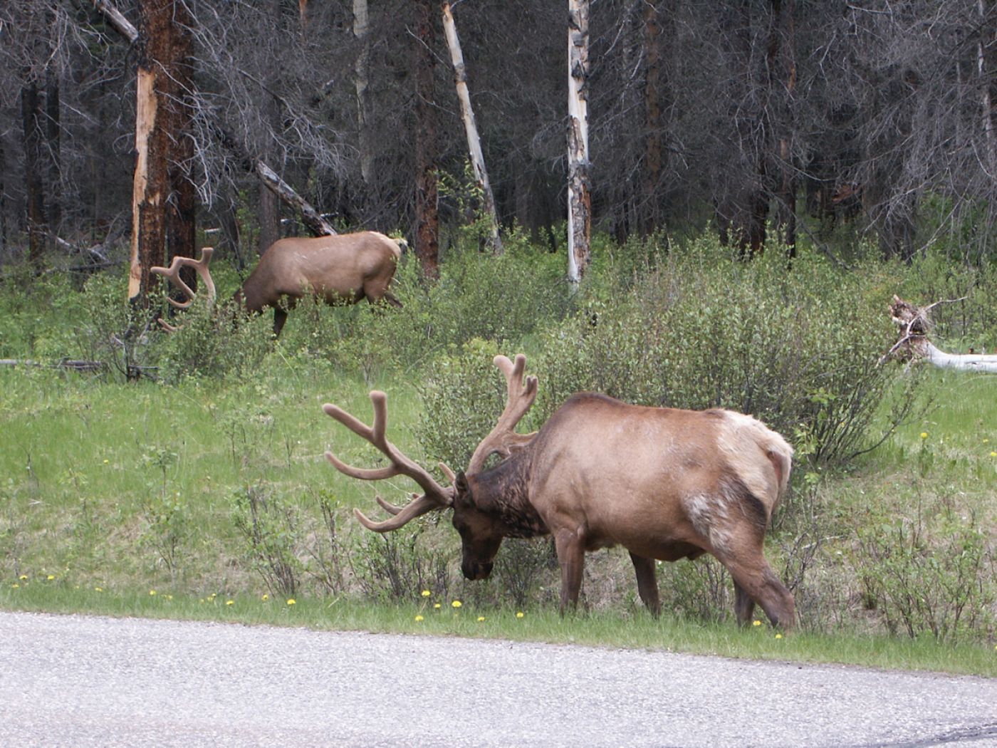 two wapiti bulls by the road in banff national park | zwei wapiti bullen an der srtraße in banff nationalpar