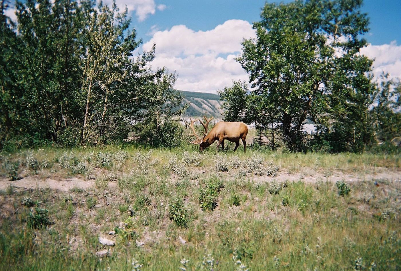 wapiti bull during western canada 3 week adventure tour | wapiti bulle bei der westkanada 3 wochen abenteuertour