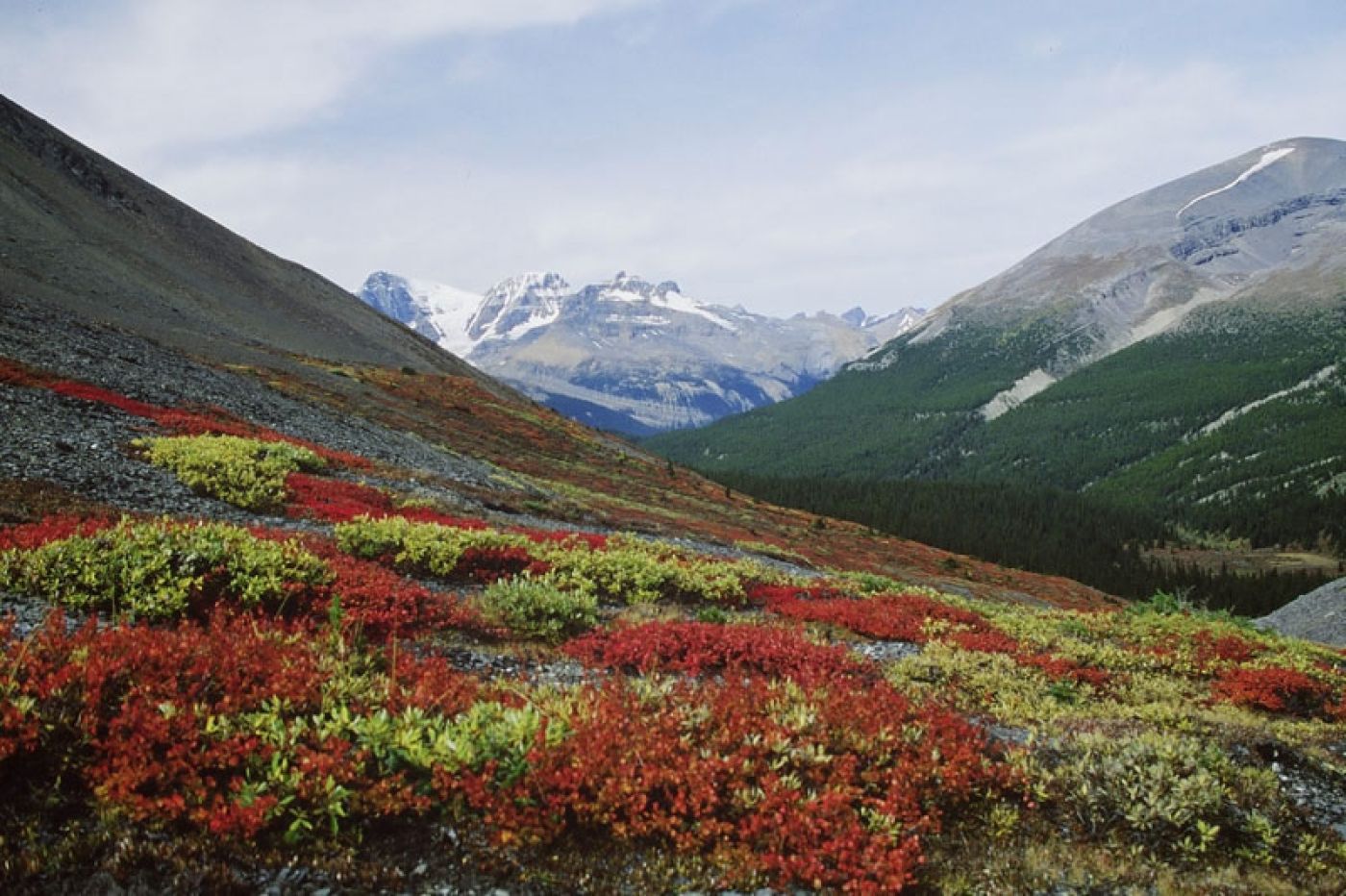 hiking through flowers in wilcox pass at columbia icefields | wandern durch blumen im wilcox pass der columbia icefields