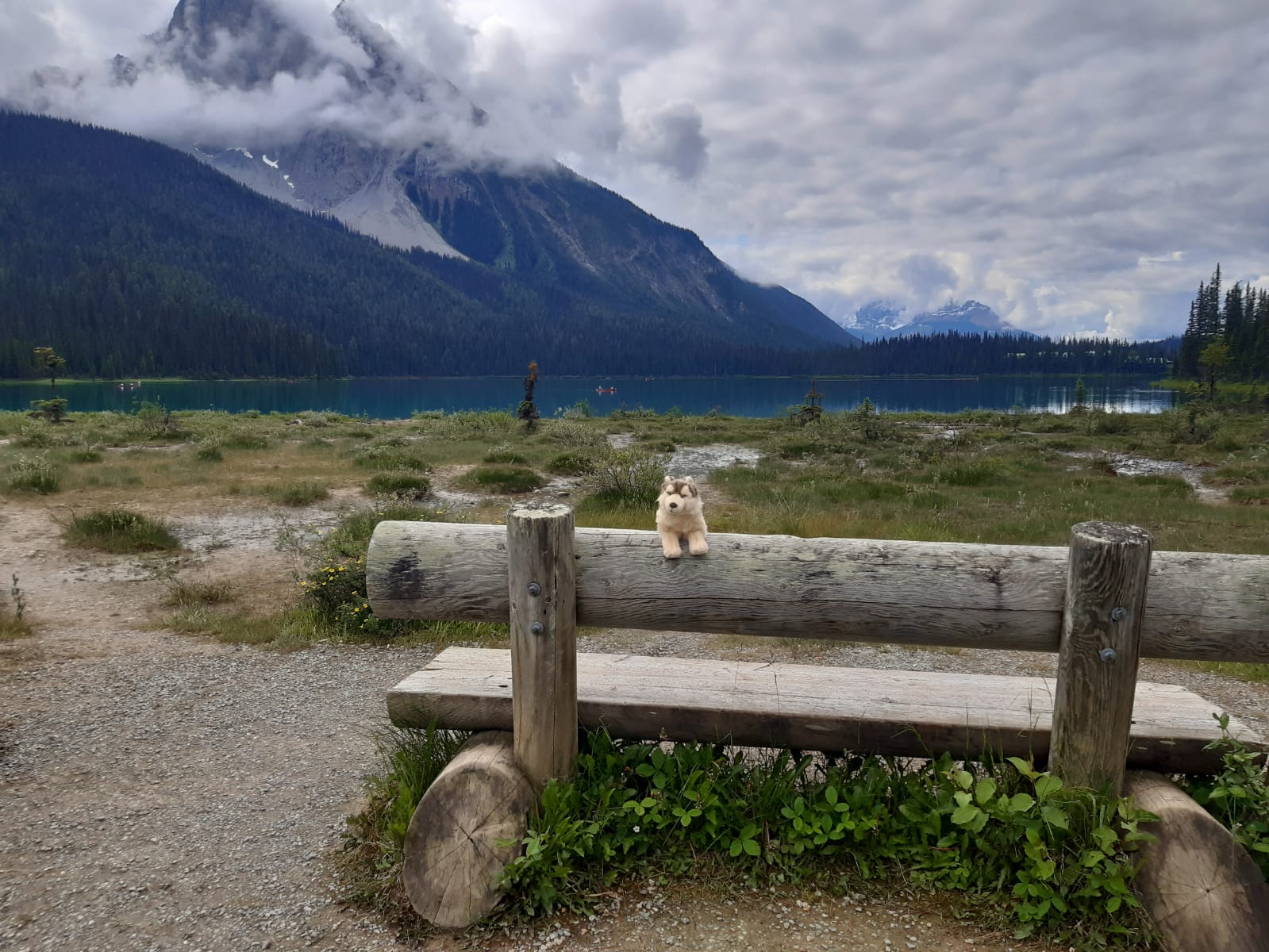 family fun, fwith timberwolf tours in the rockies of canada | familienurlaub mit timberwolf tours in den rockies von kanada