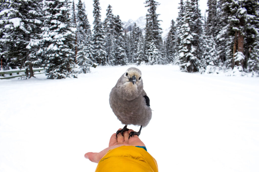 gray jay eating from hand during winter tour in rocky mountains | grauhäher frisst aus der hand beim winterurlaub in kanadischen rocky mountains
