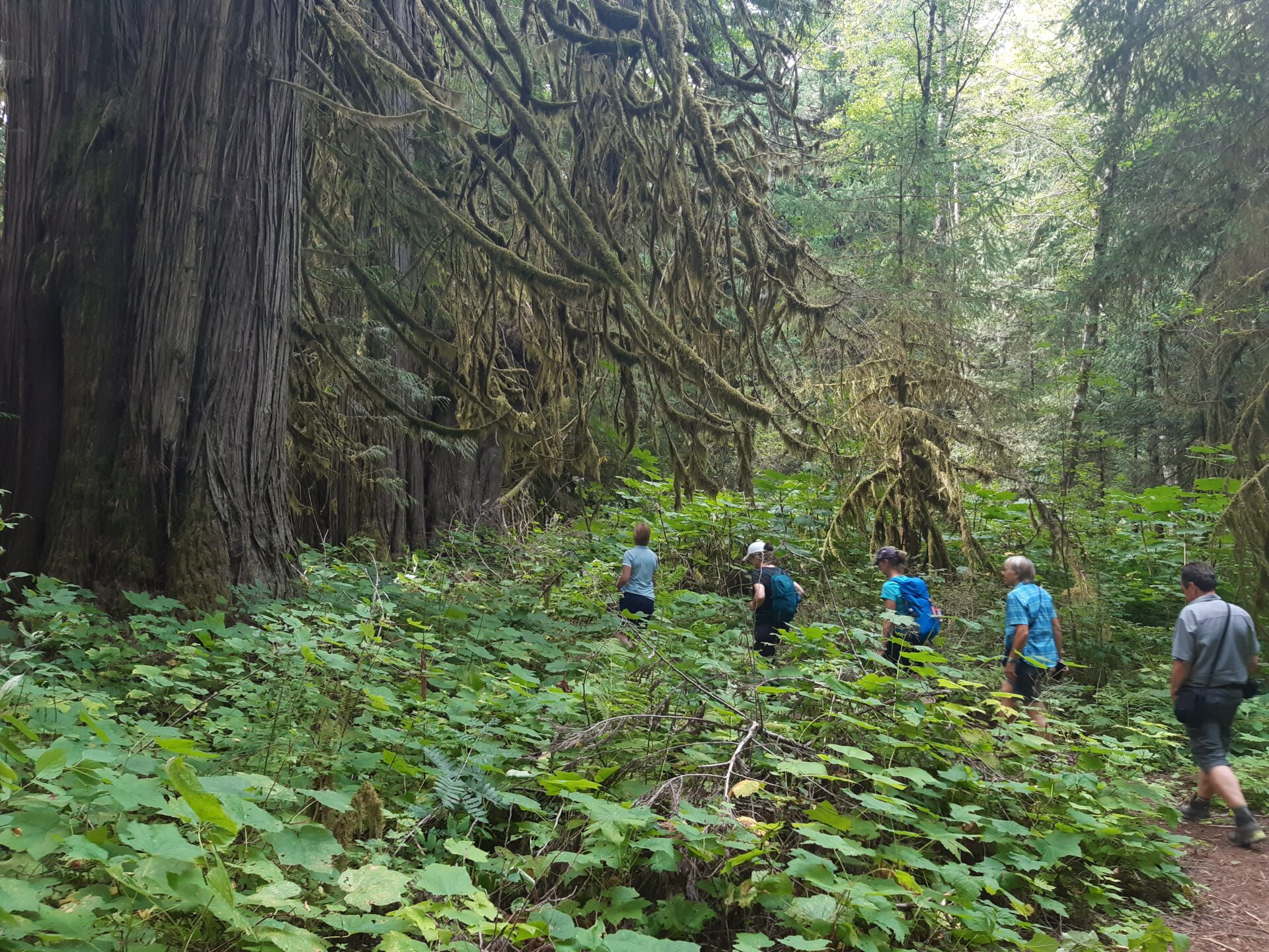 rundreise vancouver island, wanderungen, rundreise, wandern