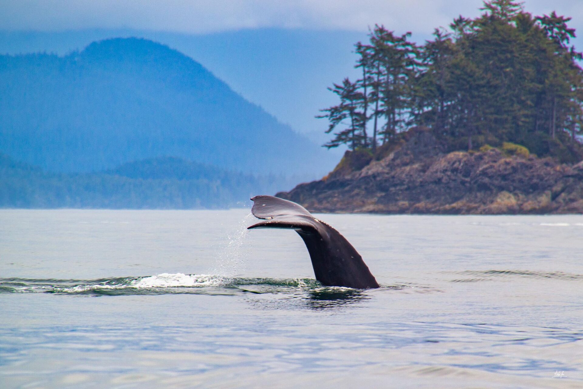 Tofino Vancouver Island whale watching | walbeobachtung in tofino bc