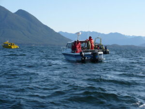 vancouver island adventure tour, whale watching